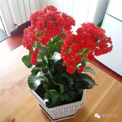 长寿花