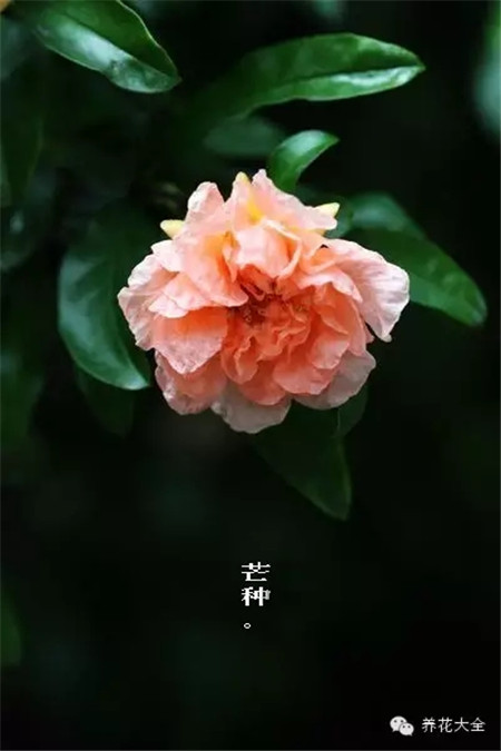 二十四节气花草图