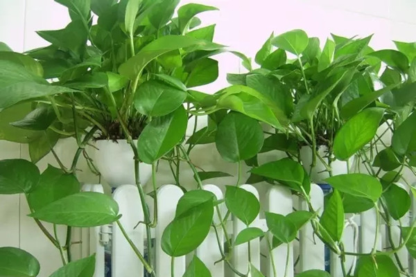 这11种花,没养过花的人都能种活 这11种花,没养过花的人都能种活
