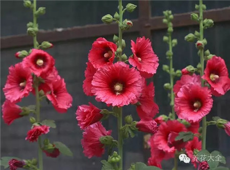 红色蜀葵