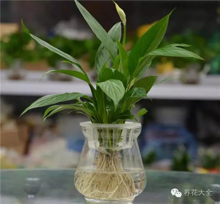 白掌