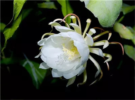 废油喂昙花