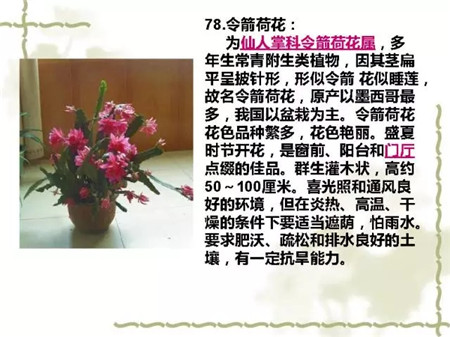 令箭荷花