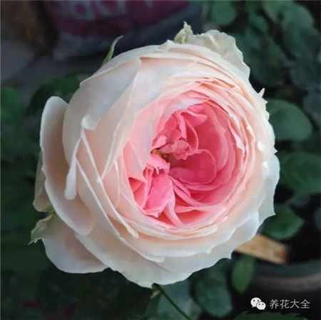 月季绒球门廊