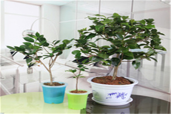 茶花和茶梅怎样区别 茶花和茶梅怎样区别