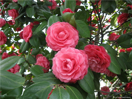 茶花 茶花