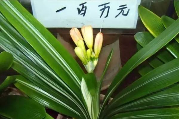 如何辨别君子兰的品质 如何辨别君子兰的品质